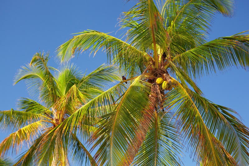 The tops of palm trees stock photo. Image of serene, outdoors - 50309426