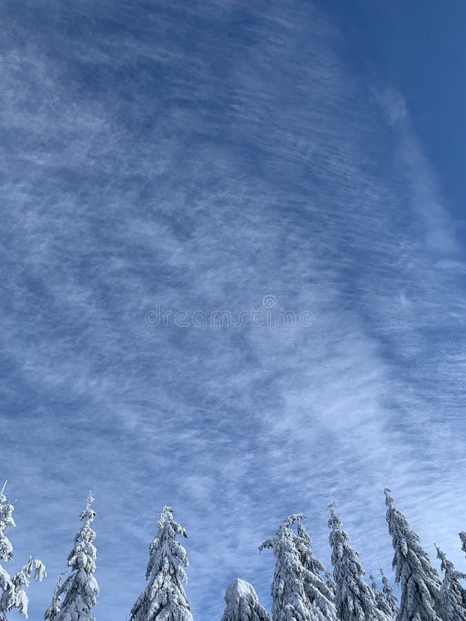 The tops of pine trees in snow background with copy space. Winter forest background with snow