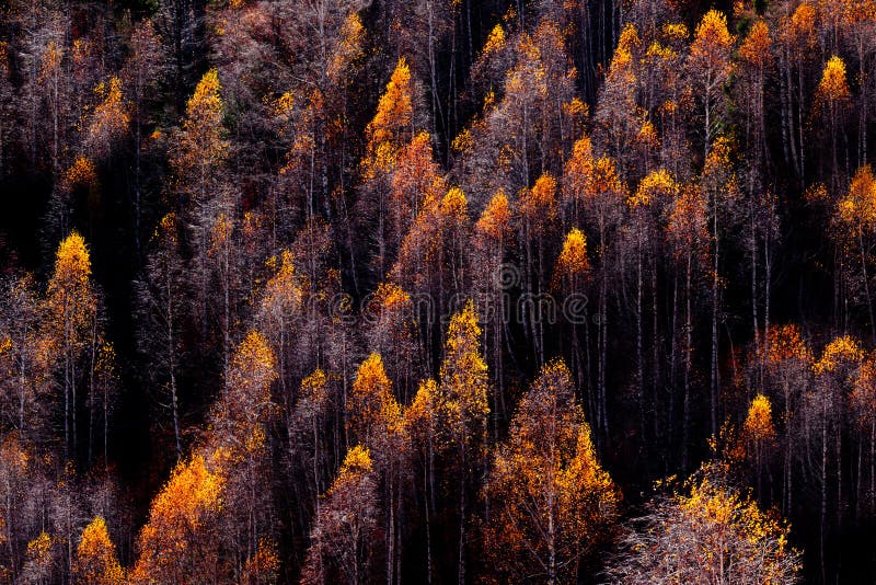 Tops of trees in the forest in autumn