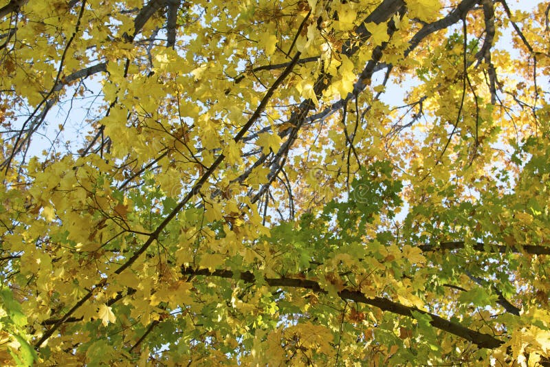 1,629 Yellow Trees View Below Photos - Free & Royalty-Free Stock Photos ...