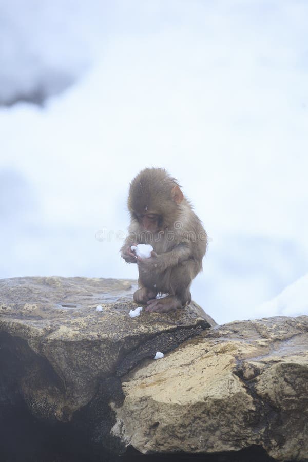 Macaco bebé fotografia de stock royalty free