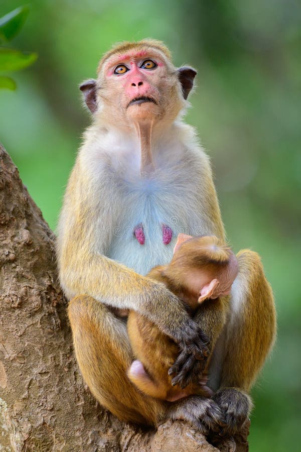 Toque macaque and a newborn baby, sitting on a tree and looking up. Close up monkey portraiture photograph royalty free stock photo