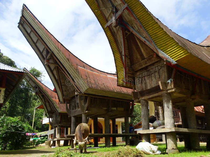 Toraja Village Celebes Sulawesi Indonesia Editorial 