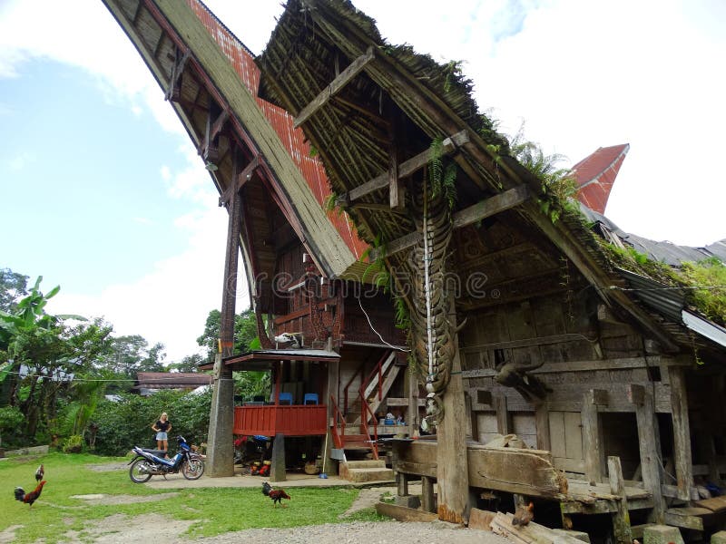 Toraja Village Celebes Sulawesi Indonesia Editorial 