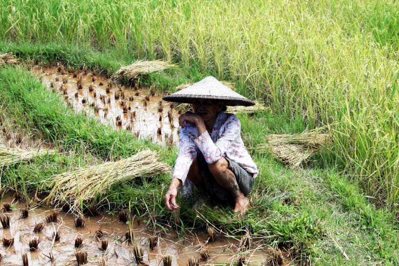 toraja хуторянина стоковое изображение toraja хуторянина стоковое изображение