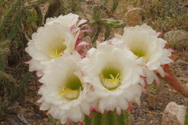 Torch Cactus `Big Bertha` stock photo. Image of blooms - 165096752