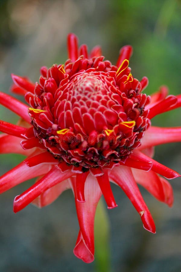 Torch Ginger flower in bud stock image. Image of pink 79893947