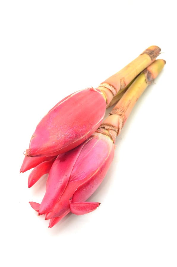 Torch Ginger Bud stock image. Image of flower, blossom 41512823