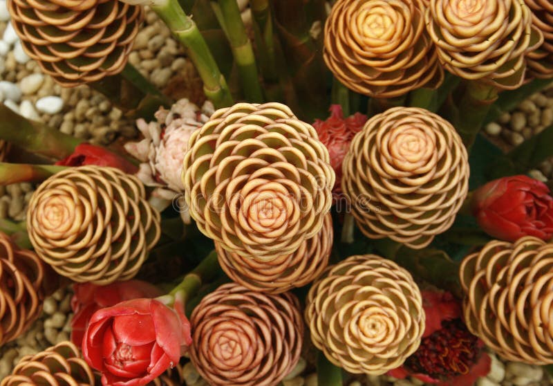 481 Ginger Latin Stock Photos Free & RoyaltyFree Stock Photos from