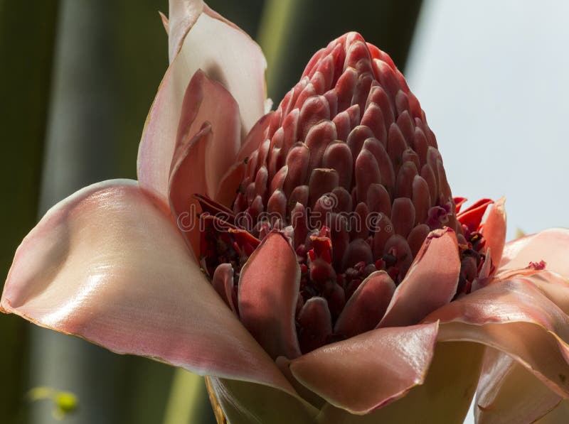 Torch ginger flower stock image. Image of laksa, single 46586273