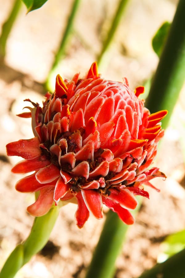 Torch Ginger flower in bud stock image. Image of plant 79893947