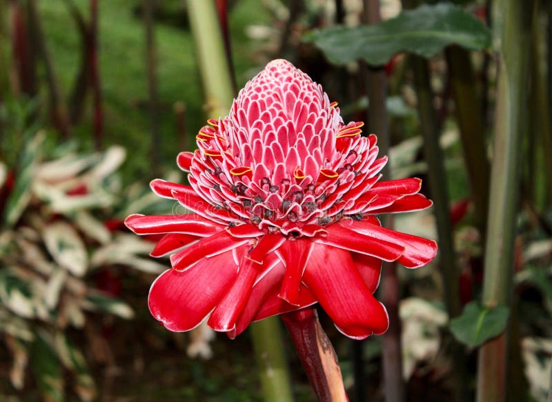 Torch Ginger (with Multiple Names) Stock Image Image of names, ginger