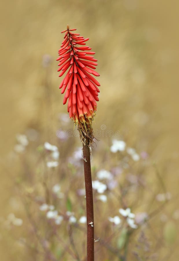 Torch Lily (Red Hot Fire Poker) Stock Photo Image of spring, bloom