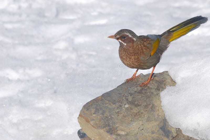 Tordo de riso Formosan, pássaro selvagem. foto de stock