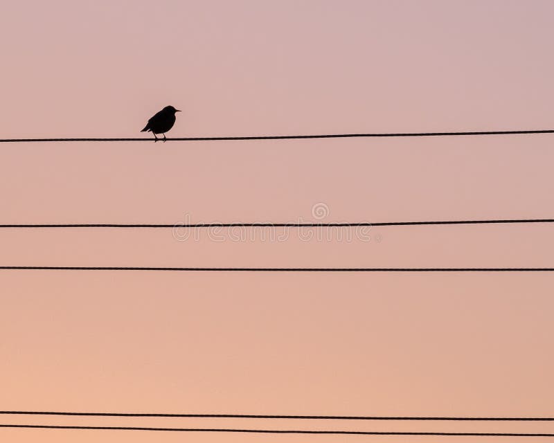 Tordo solo del pájaro en el alambre foto de archivo libre de regalías Tordo solo del pájaro en el alambre foto de archivo libre de regalías