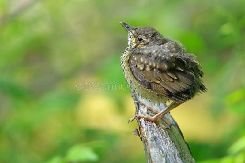 Tordo-zorzal imagens de stock royalty free