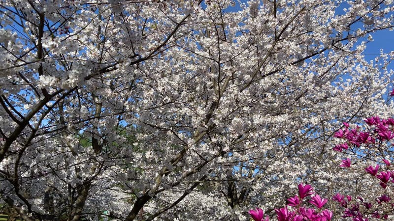 Torenbloesems en magnolia blossom
