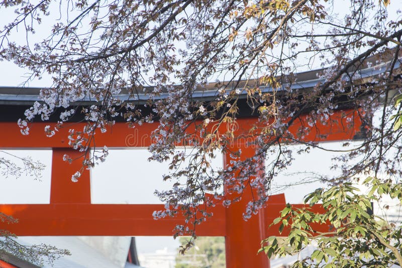 Torii na entrada de Fushimi Inari-Taisha em Kyoto durante o Hanami imagens de stock Torii na entrada de Fushimi Inari-Taisha em Kyoto durante o Hanami imagens de stock