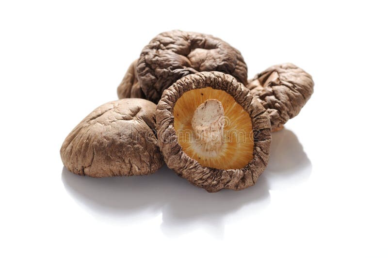 torkad champinjonshiitake arkivbilder torkad champinjonshiitake arkivbilder