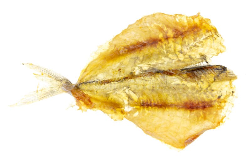 Torkad gul minkfisk isolerad på vit arkivbild