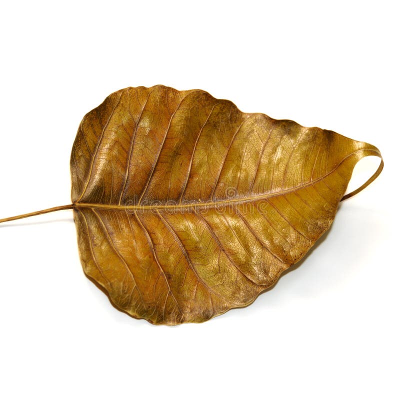 Torkad isolerad leaf royaltyfria foton