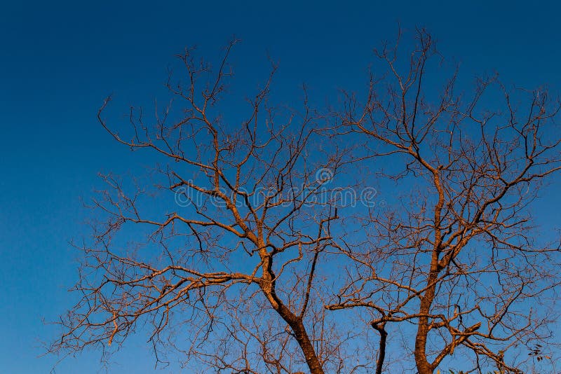 torkad tree royaltyfri foto torkad tree royaltyfri foto