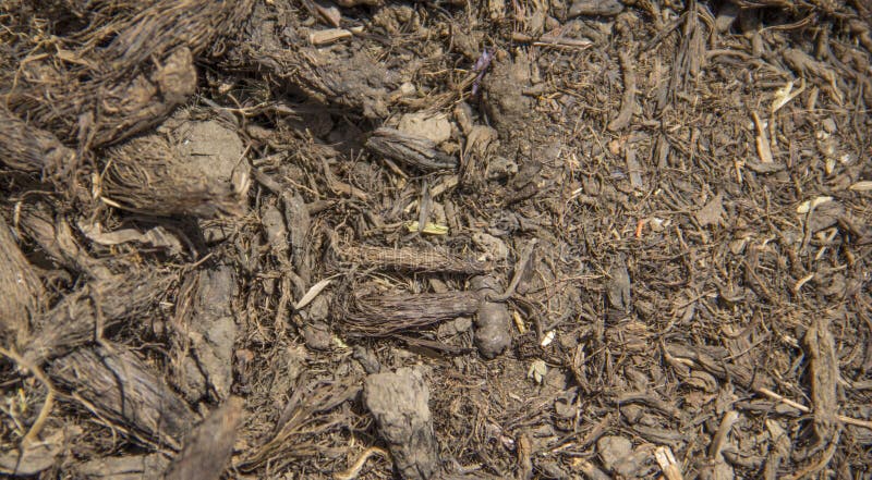torkad valeriana rotar arkivfoto torkad valeriana rotar arkivfoto