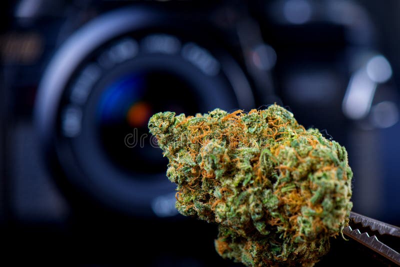 Torkade cannabis slår ut framme av kameralinsen royaltyfri foto Torkade cannabis slår ut framme av kameralinsen royaltyfri foto