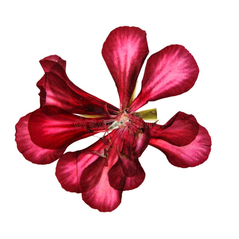 Torkar det röda dekorativa pelargonperspektivet för frottén, pressande delikat royaltyfri fotografi Torkar det röda dekorativa pelargonperspektivet för frottén, pressande delikat royaltyfri fotografi