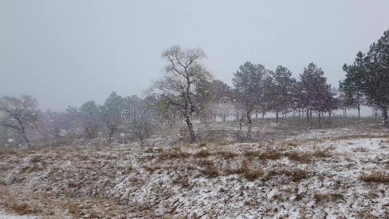 Tormenta de nieve de invierno en la naturaleza cubriendo prados secos y bosques sin hojas en el horizonte. ventisca estacional frí