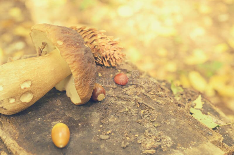 Torn White Mushrooms Lie on a Tree Stump in the Forest. Stock Image