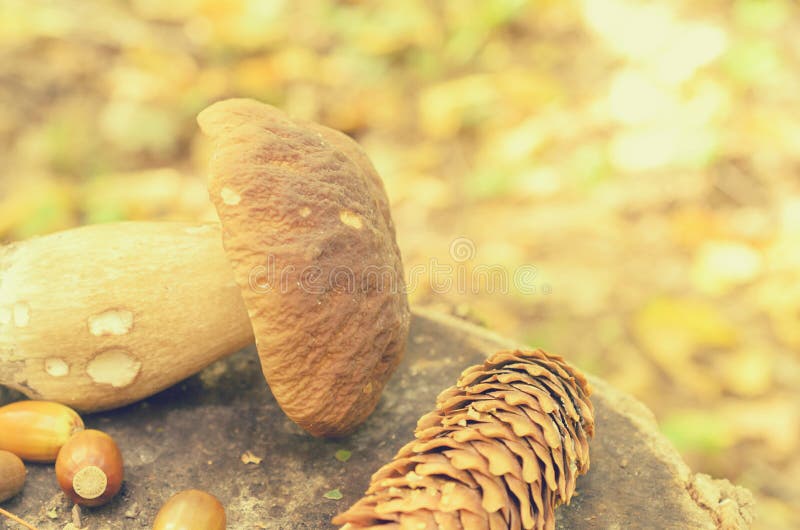 Torn White Mushrooms Lie on a Tree Stump in the Forest. Stock Photo