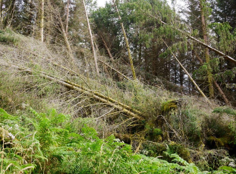 Tornado ravaged forest stock photography Tornado ravaged forest stock photography