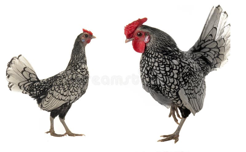 and hen on a white background. and hen on a white background