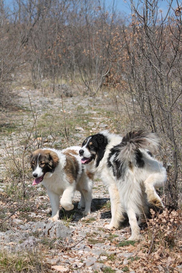 Tornjak (Canus montanus)