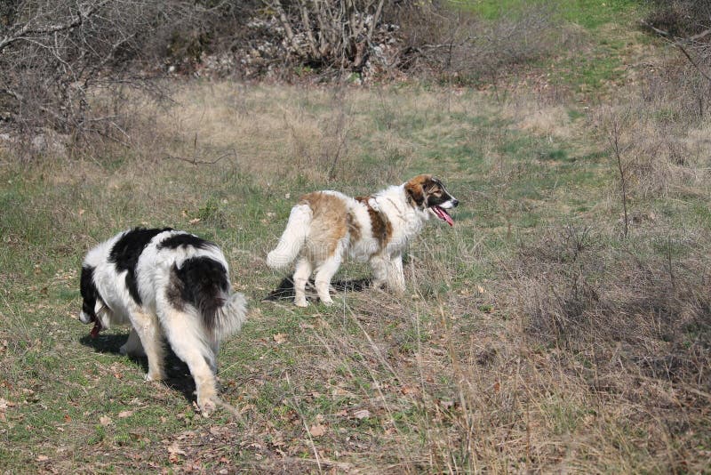 Tornjak (Canus montanus)