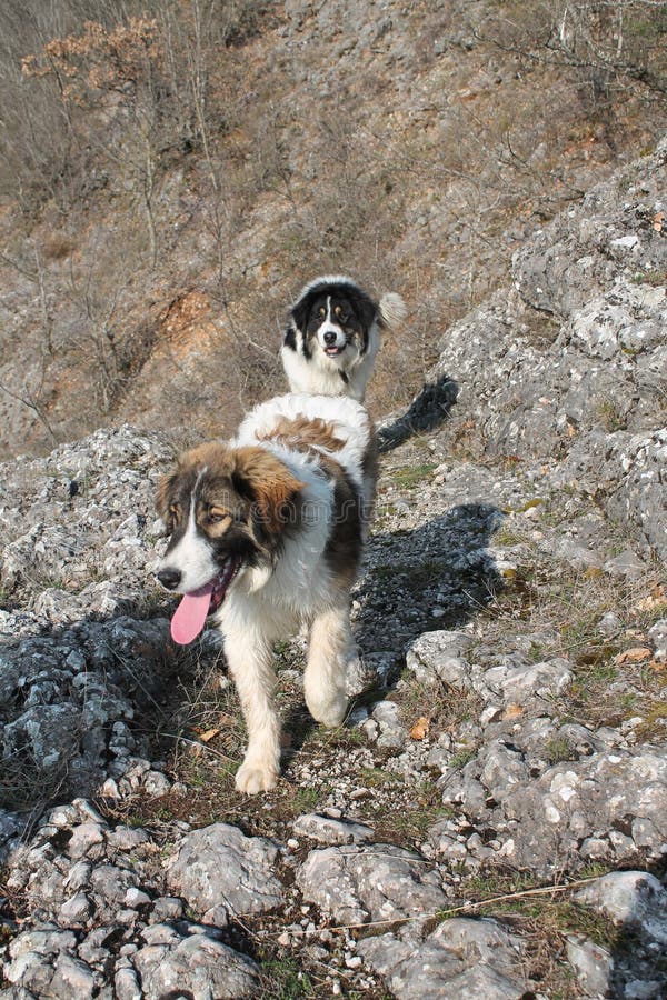 Bosnischer Schäfer Dog (Tornjak) Stockbild Bild von hund, gezüchtet
