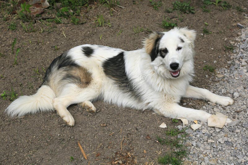 TornjakHund stockfoto. Bild von tiere, frontseite, haustier 71121844