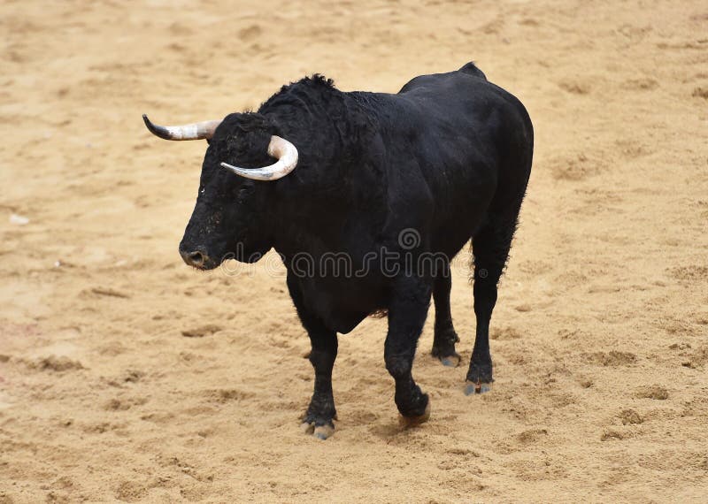 Toro coraggioso nell'arena con i grandi corni fotografie stock Toro coraggioso nell'arena con i grandi corni fotografie stock
