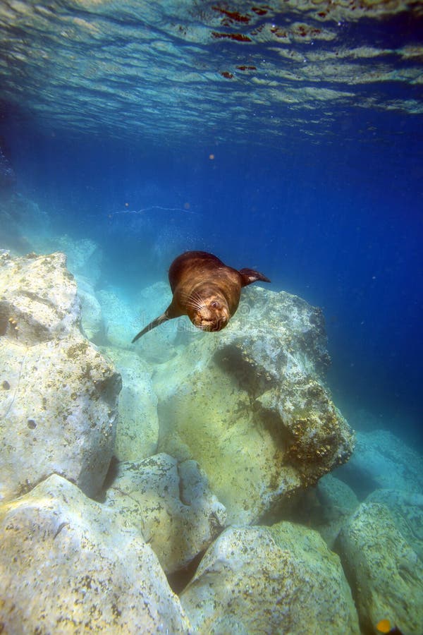 Territorial sea lion bull passing camera underwater in the Galapagos Islands. Territorial sea lion bull passing camera underwater in the Galapagos Islands