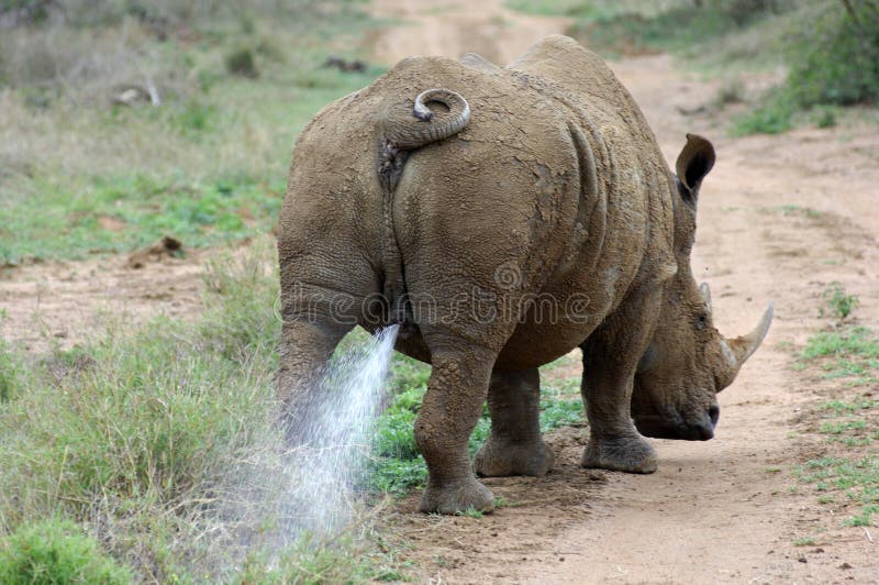 Toro del rinoceronte che contrassegna il suo territorio
