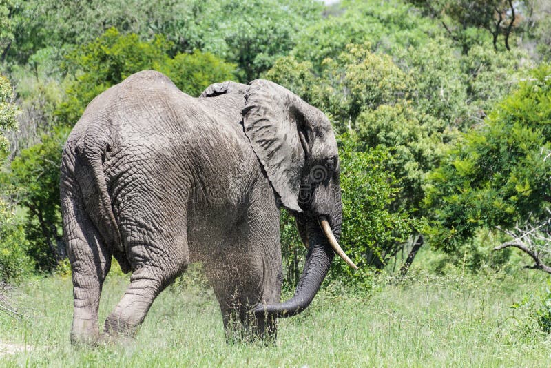 Toro dell'elefante circa per entrare nella foresta densa immagine stock Toro dell'elefante circa per entrare nella foresta densa immagine stock