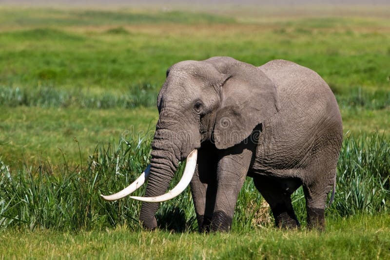 Toro enorme del elefante africano fotografía de archivo libre de regalías