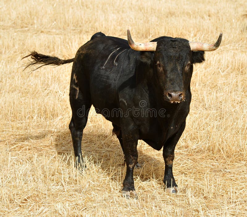 Toro español fotografía de archivo Toro español fotografía de archivo