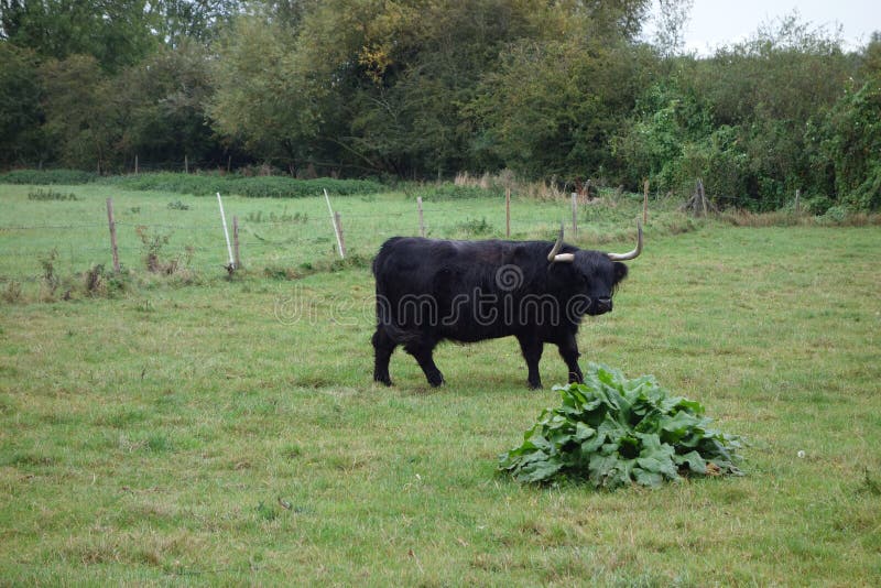 Toro Negro Con Cuernos Grandes Imagen