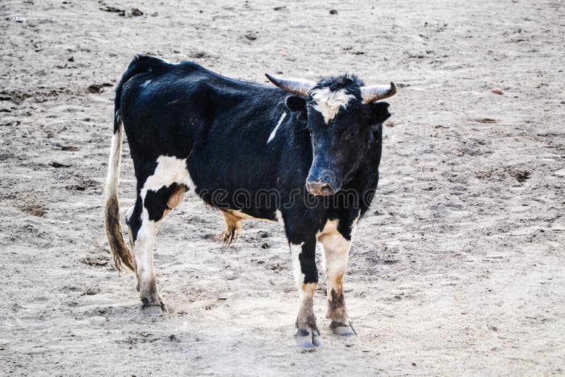 Toro negro con los puntos blancos en una corrida fotografía de archivo libre de regalías Toro negro con los puntos blancos en una corrida fotografía de archivo libre de regalías