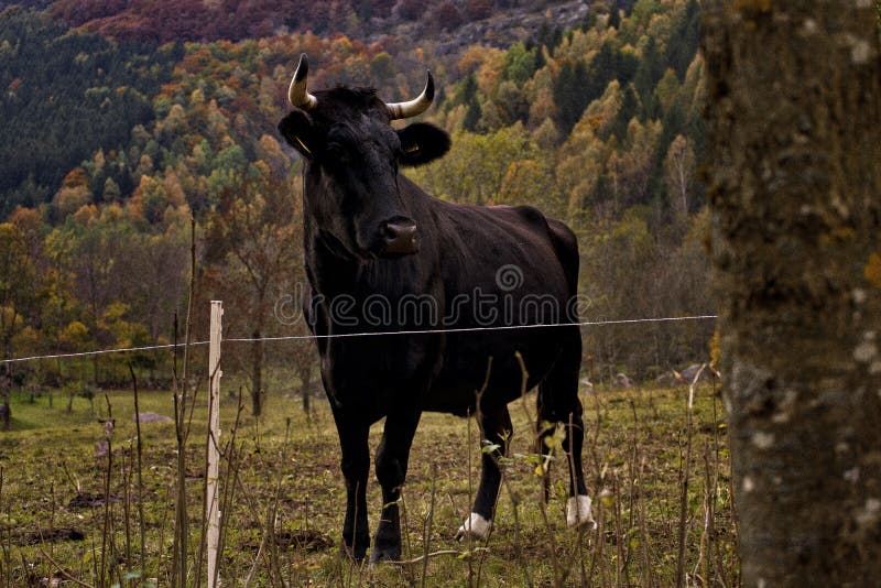 Toro Negro En Una Granja Rodeada De Montañas Cubiertas De árboles Con Un Fondo Borroso Foto de archivo - Imagen ganado, peligroso: 181284294