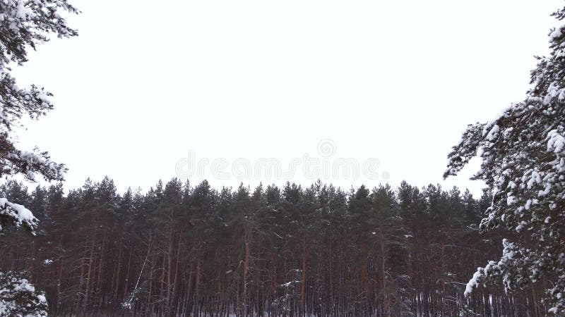 Toronflugor förbi två snötäckta pines mot bakgrunden av en tallskog.