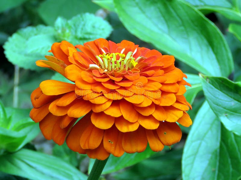 Toronto High Park Beautiful Dahlia Flower 2017 Stock Image Image of