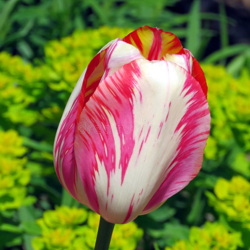 Toronto High Park Tulip Flower Isolated 2016 Stock Photo Image of